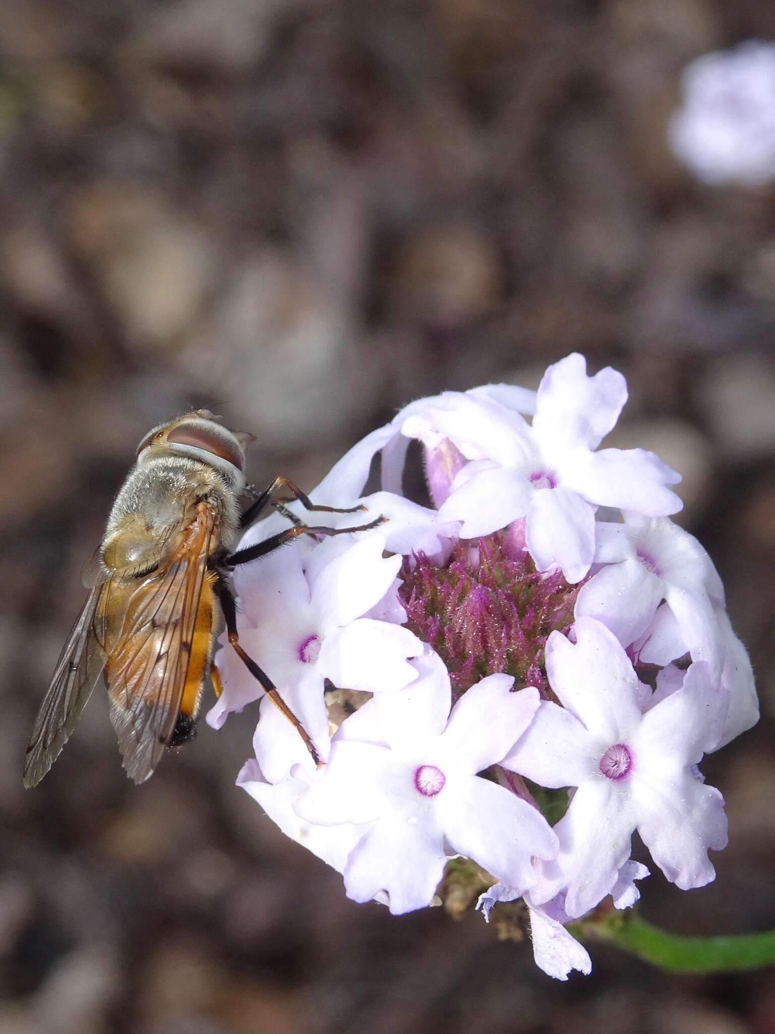 صورة Copestylum haagii (Jaennicke 1867)