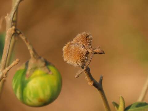 Image de Solanum campylacanthum subsp. campylacanthum