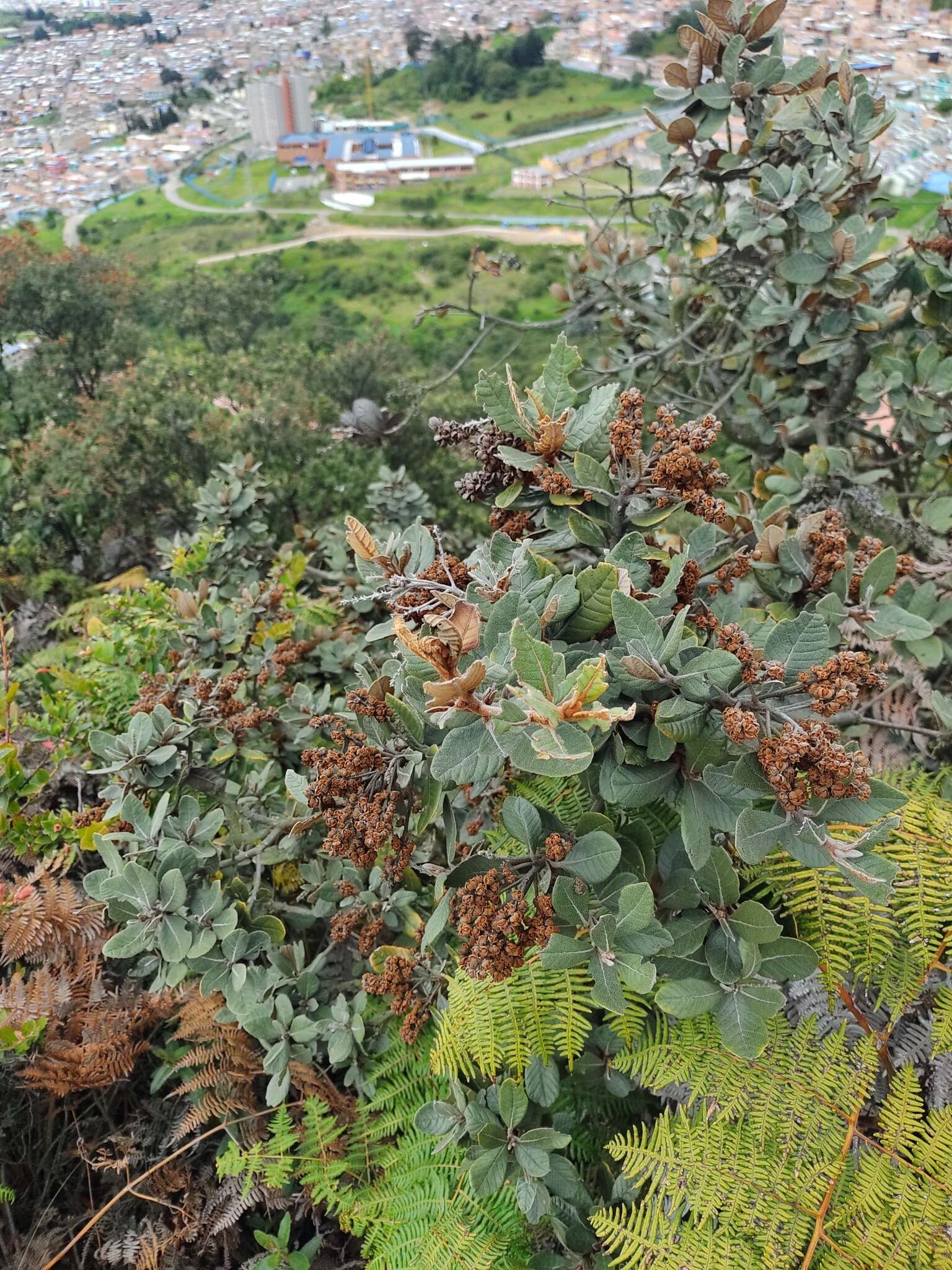 Image of Clethra fimbriata Kunth