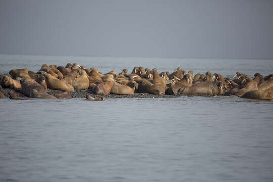 Image of walrus