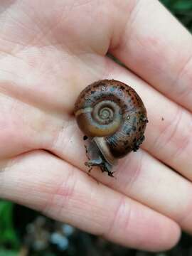 Image of Quimper Snail