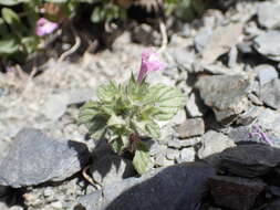 Image of Galeopsis pyrenaica Bartl.