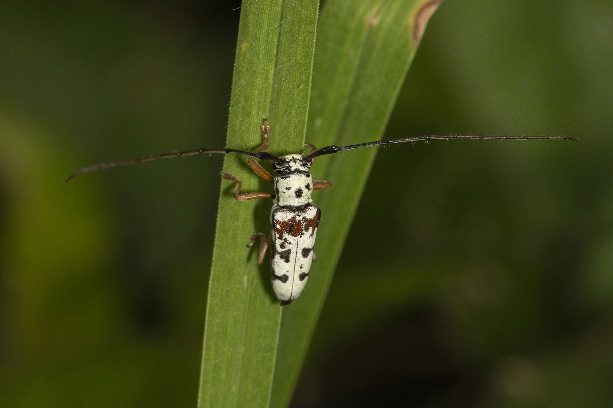 Sivun Zeale nigromaculata (Klug 1829) kuva