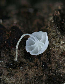 Image of Hemimycena tortuosa (P. D. Orton) Redhead 1980