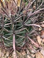 صورة Ferocactus peninsulae (F. A. C. Weber) Britton & Rose