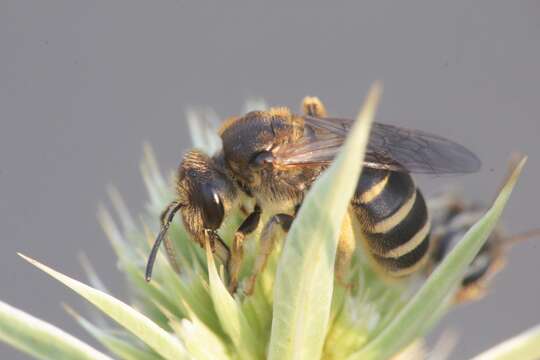 Image de Halictus patellatus Morawitz 1873