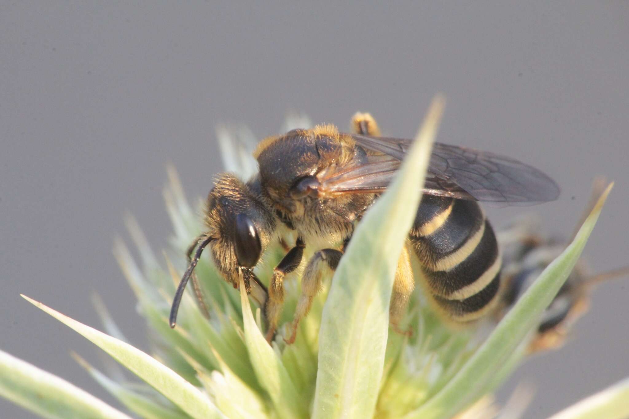 Sivun Halictus patellatus Morawitz 1873 kuva