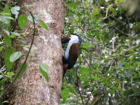 Image of Black-billed Mountain Toucan