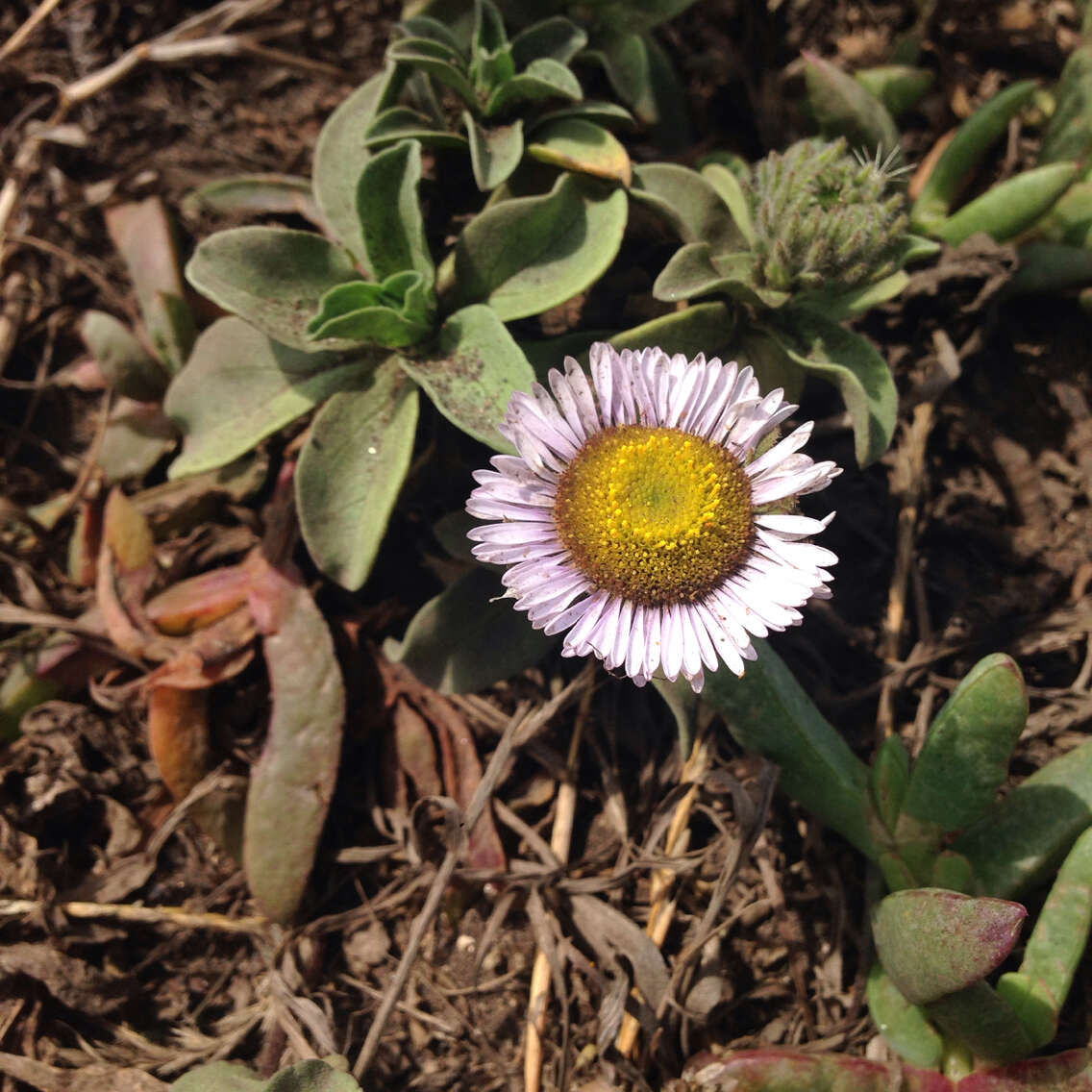 Image of seaside fleabane