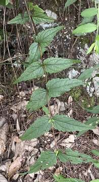 Image of <i>Eupatorium shimadae</i>