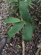 Слика од Hedychium gardnerianum Sheppard ex Ker Gawl.