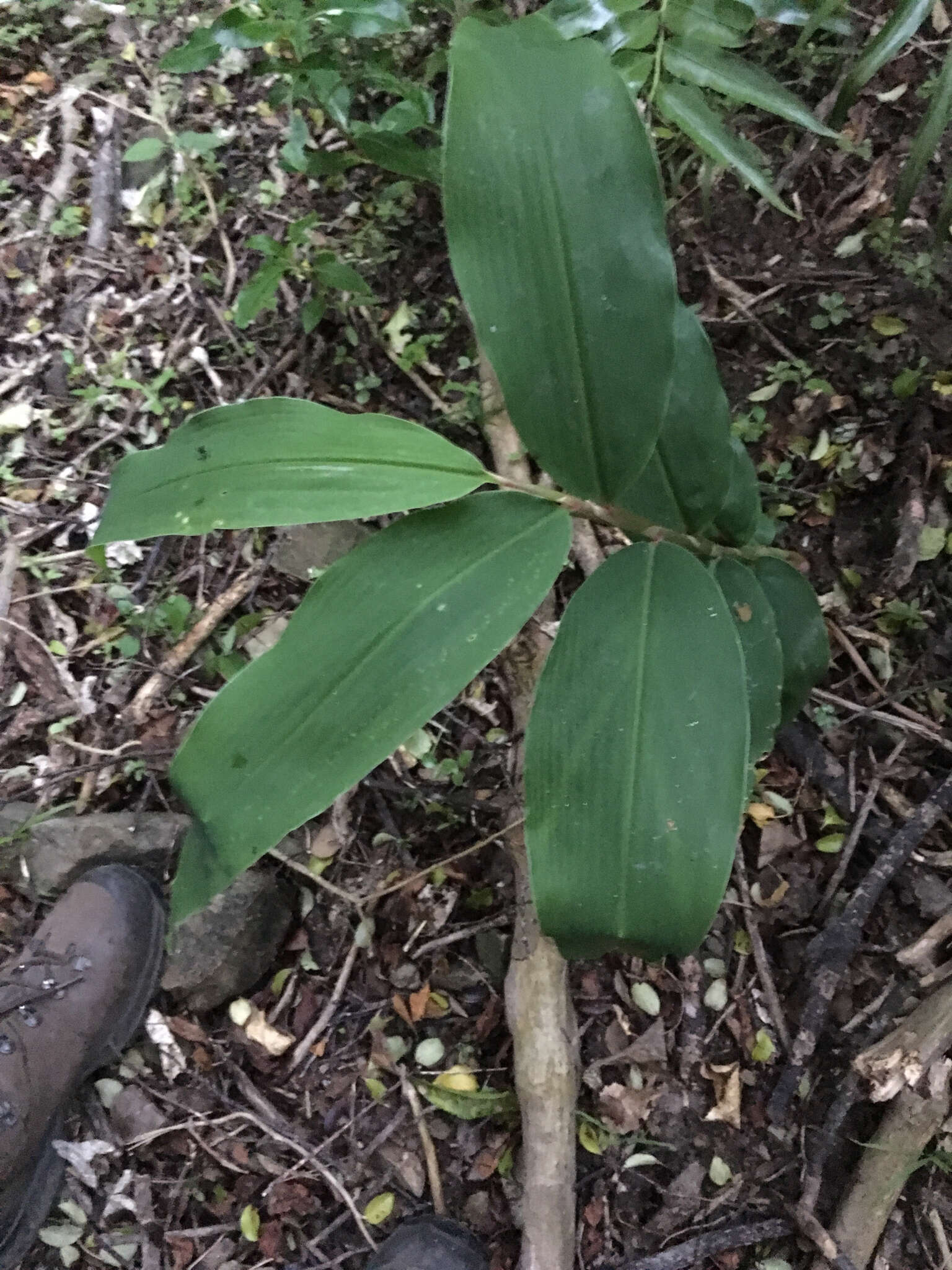 Слика од Hedychium gardnerianum Sheppard ex Ker Gawl.