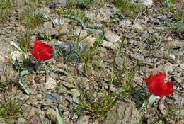 Image of Tulipa korolkowii Regel