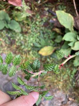 Plancia ëd Rubus pungens Cambess. ex Jacq.