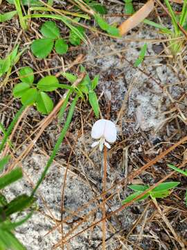 Image of scurf hoarypea