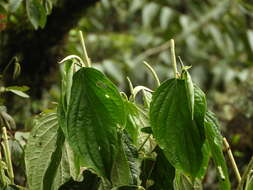 Image of Piper crassinervium Kunth