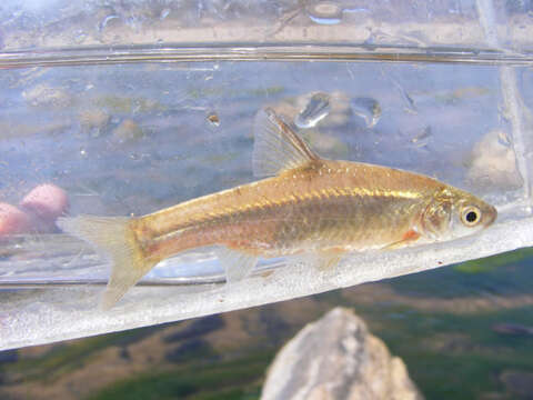 Image of Straightfin Barb