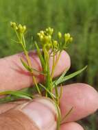 Image of Slender Goldentop