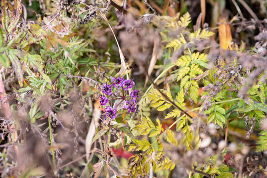 Image of Allium wallichii Kunth