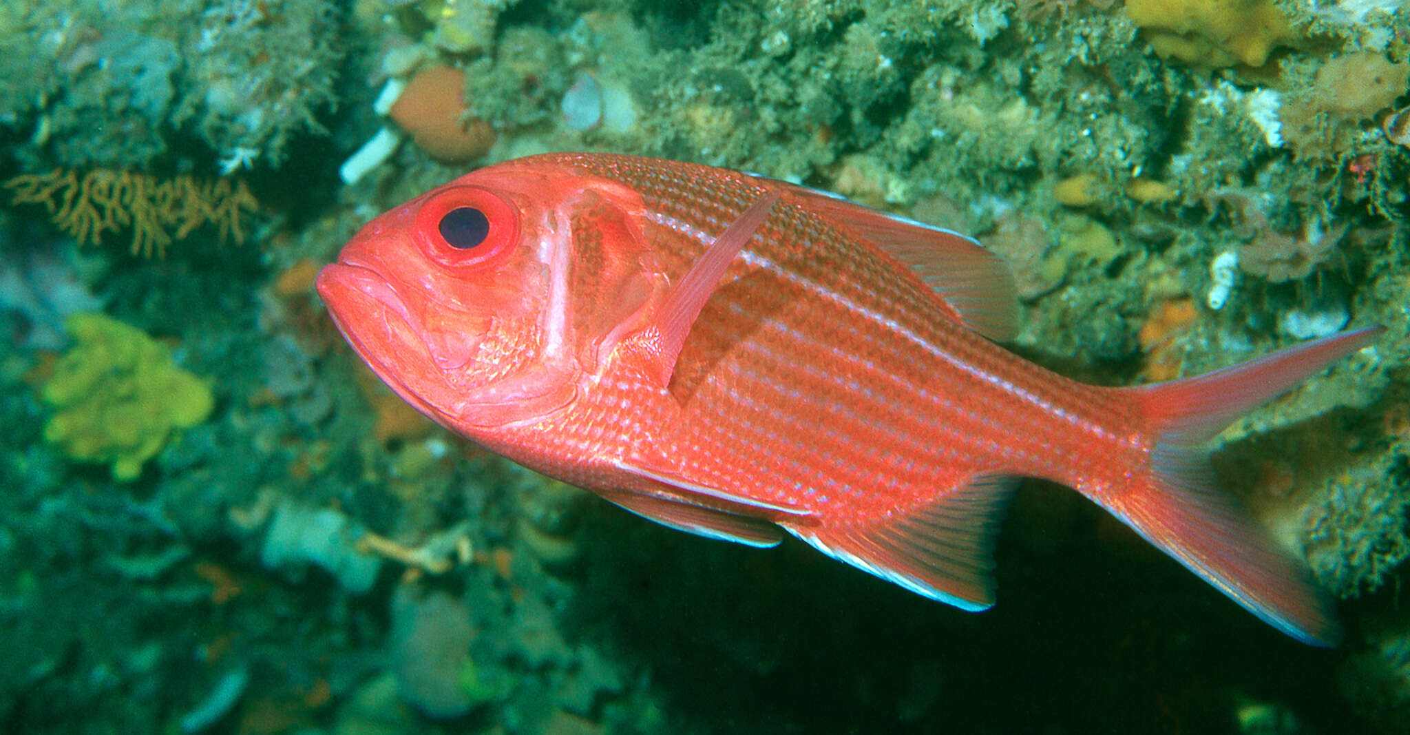 Image of Bight red fish