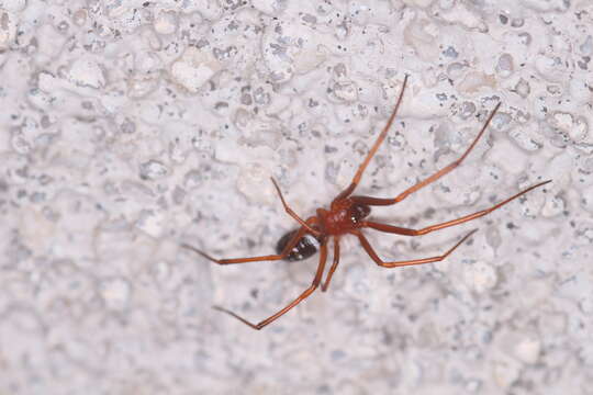 Image of False black widow