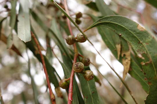 Image of Eucalyptus viminalis subsp. pryoriana (L. A. S. Johnson) M. I. H. Brooker & A. V. Slee