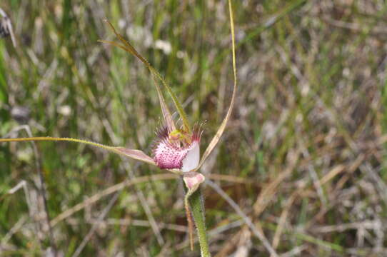 Image of Tuart spider orchid