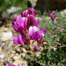 Image de Hedysarum boveanum subsp. europaeum Guitt. & Kerguelen