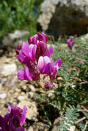 Plancia ëd Hedysarum boveanum subsp. europaeum Guitt. & Kerguelen