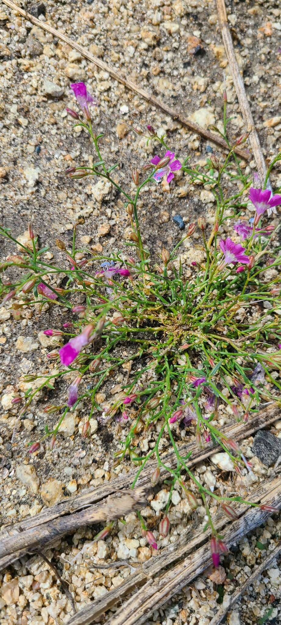 Image of Baja California ipomopsis