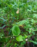 Image of Spotted lady slipper