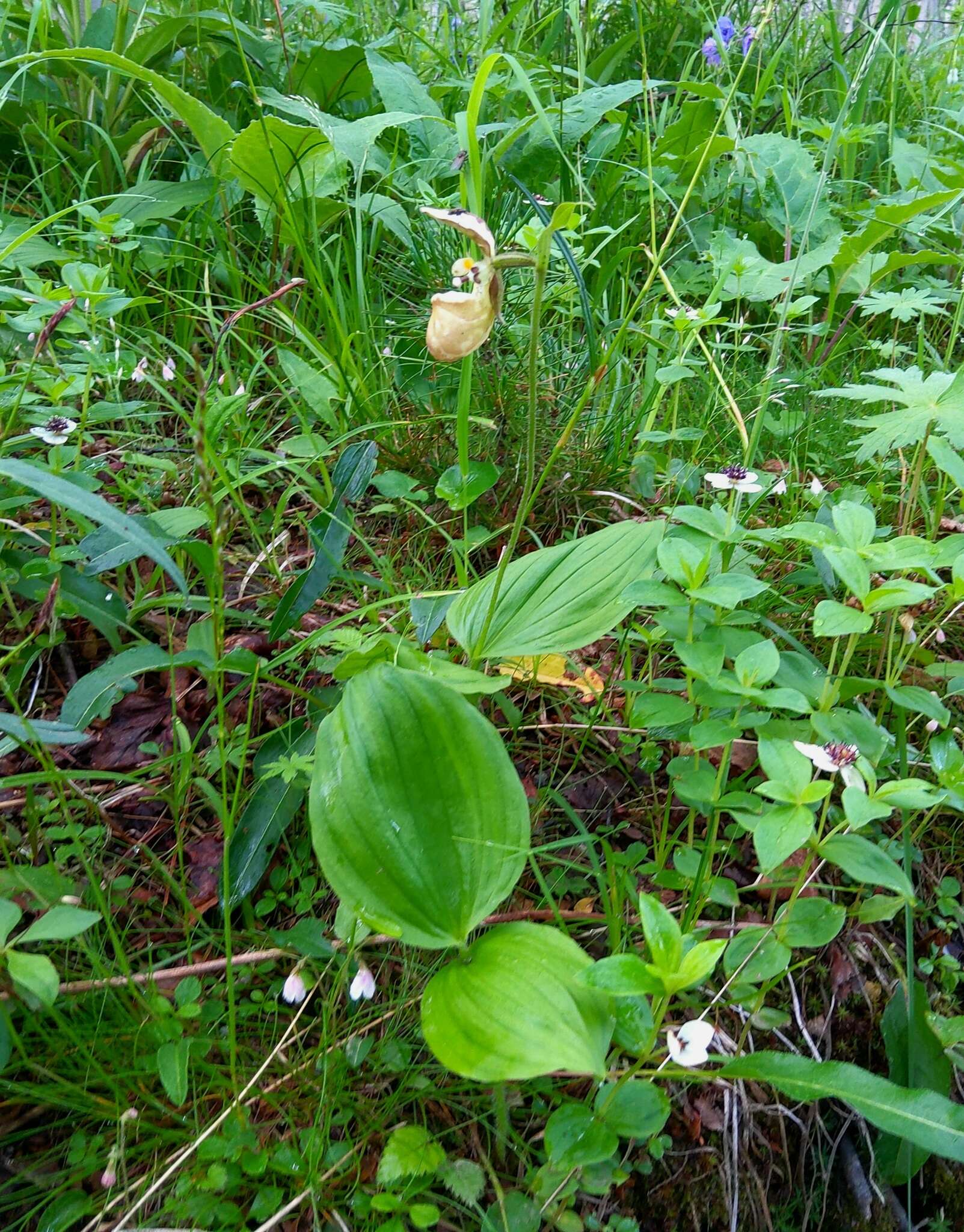 Image of Spotted lady slipper