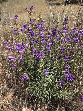 Image of foothill beardtongue