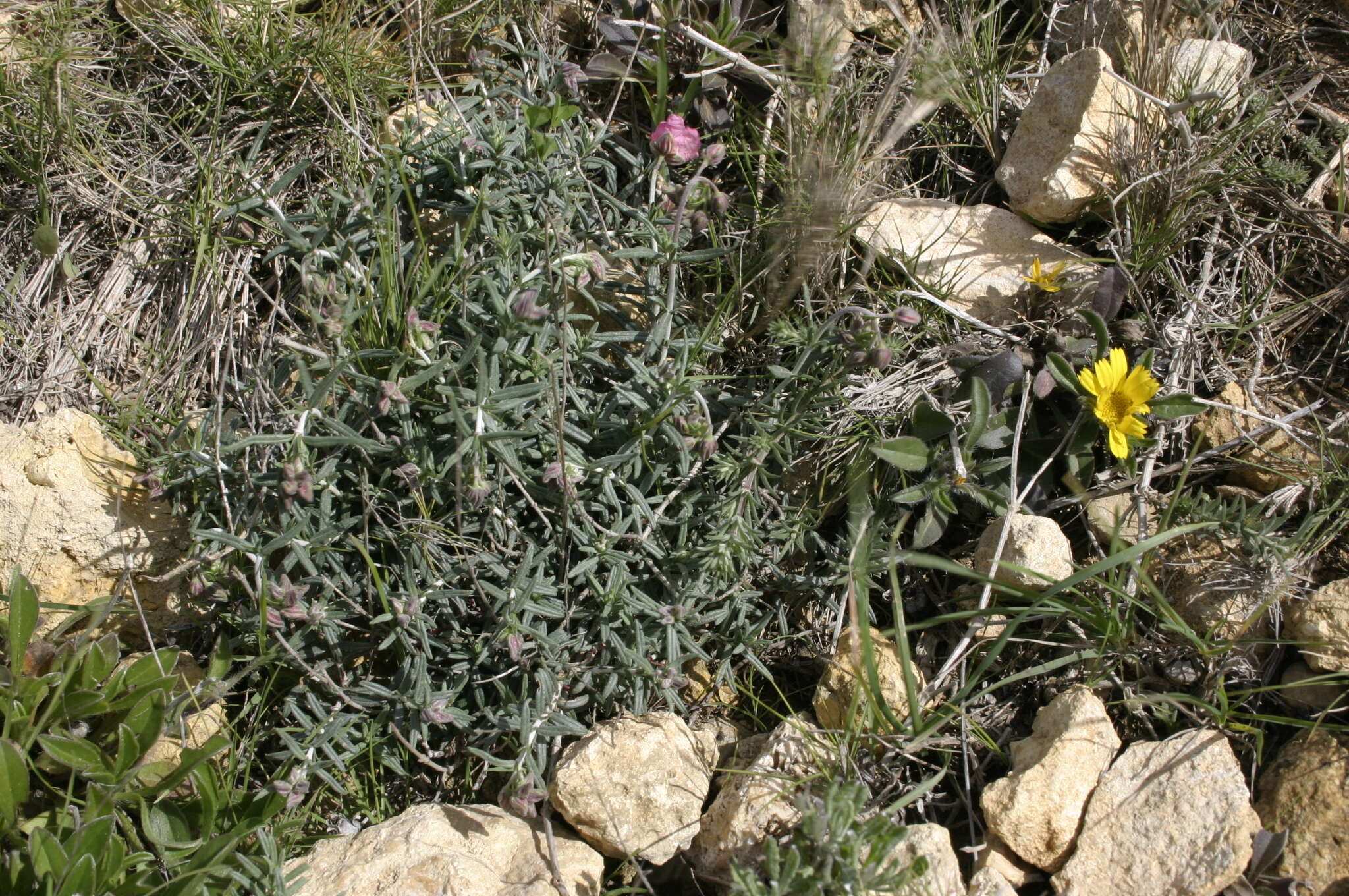 Imagem de Helianthemum virgatum (Desf.) Pers.