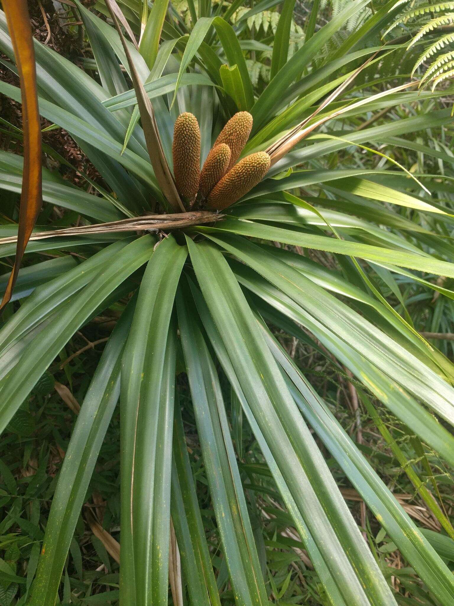 Image de Freycinetia arborea Gaudich.