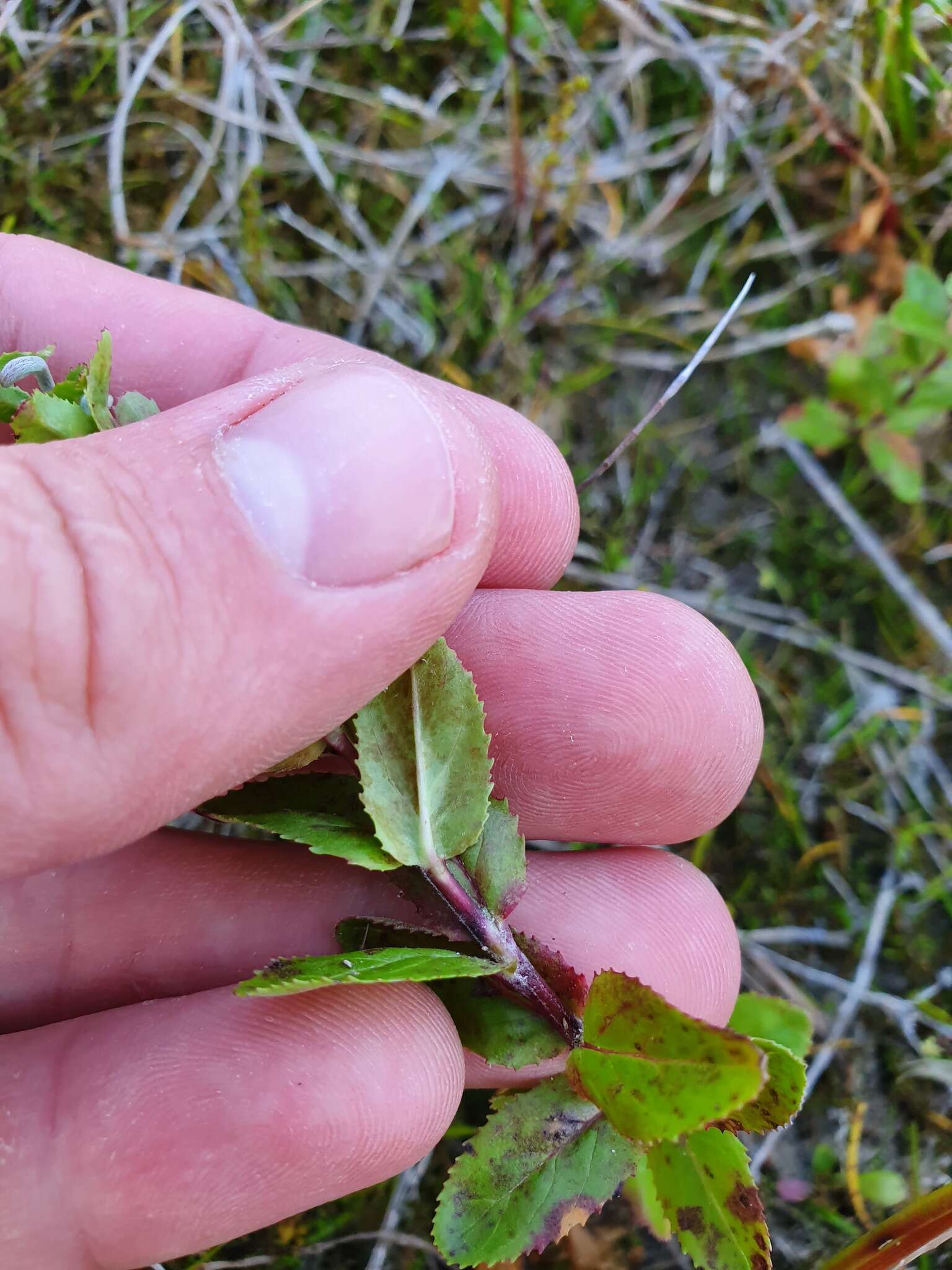 Image of Epilobium billardierianum subsp. billardierianum