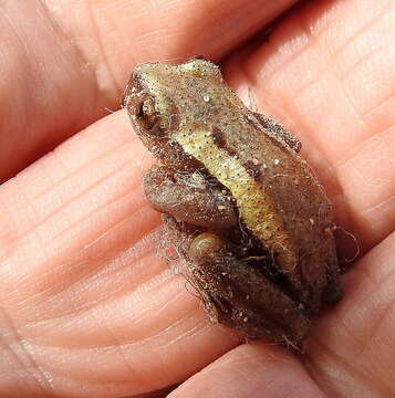 Image of Knysna Banana Frog