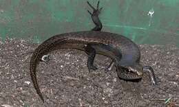 Image of Peters' Lidless Skink