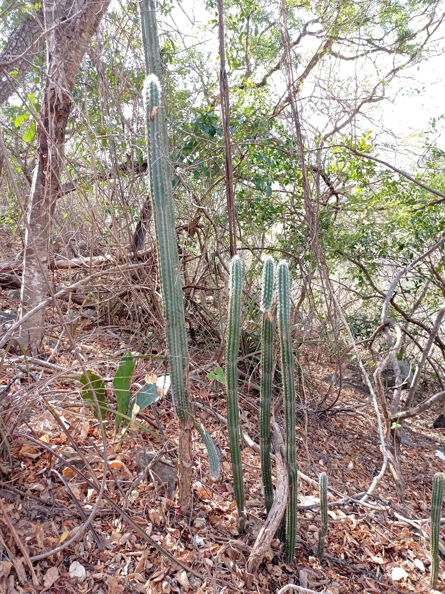 Pilosocereus quadricentralis (E. Y. Dawson) Backeb. resmi