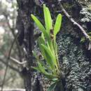 Imagem de Stelis listerophora (Schltr.) Pridgeon & M. W. Chase