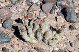 Image of Tephrocactus weberi (Speg.) Backeb.