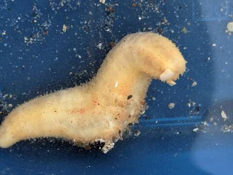 Image of peppered sea cucumber