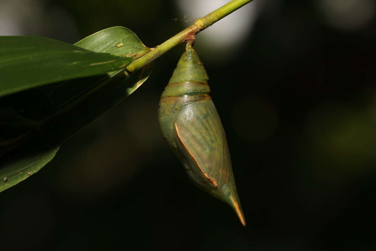 Imagem de Discophora sondaica Boisduval 1836