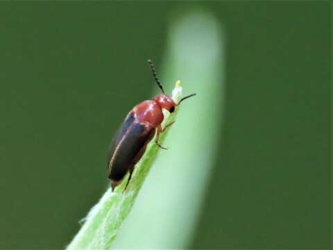 Image of Mordellistena fuscipennis (Melsheimer 1845)