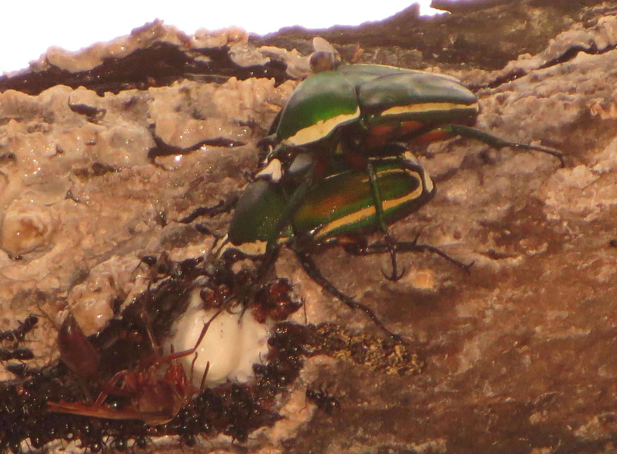 Image of Dicronorhina derbyana derbyana Westwood 1842