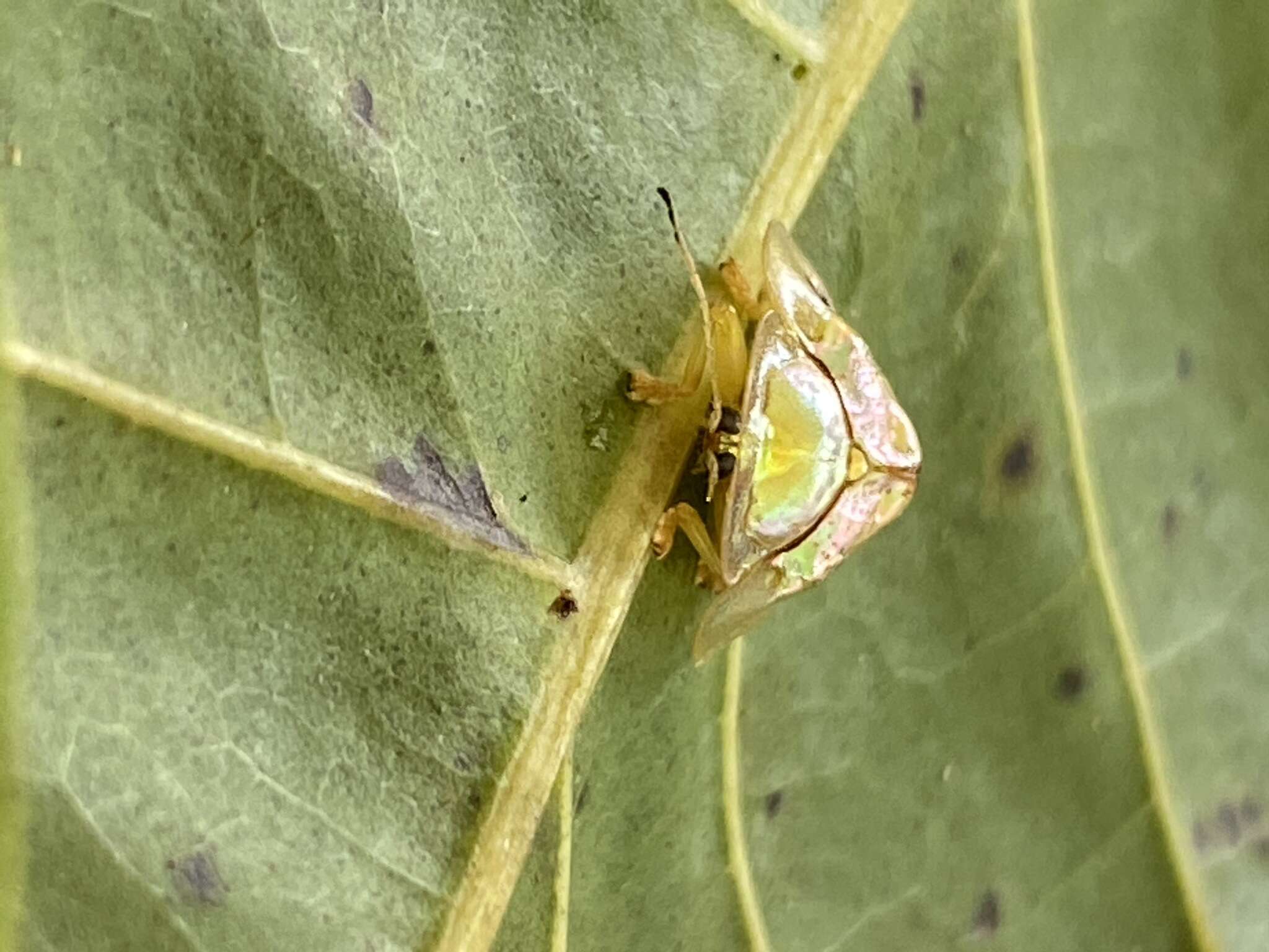 Sivun Coptocycla (Psalidonota) dorsoplagiata Champion 1894 kuva