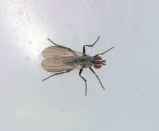 Anthomyia monilis (Meigen 1826)的圖片