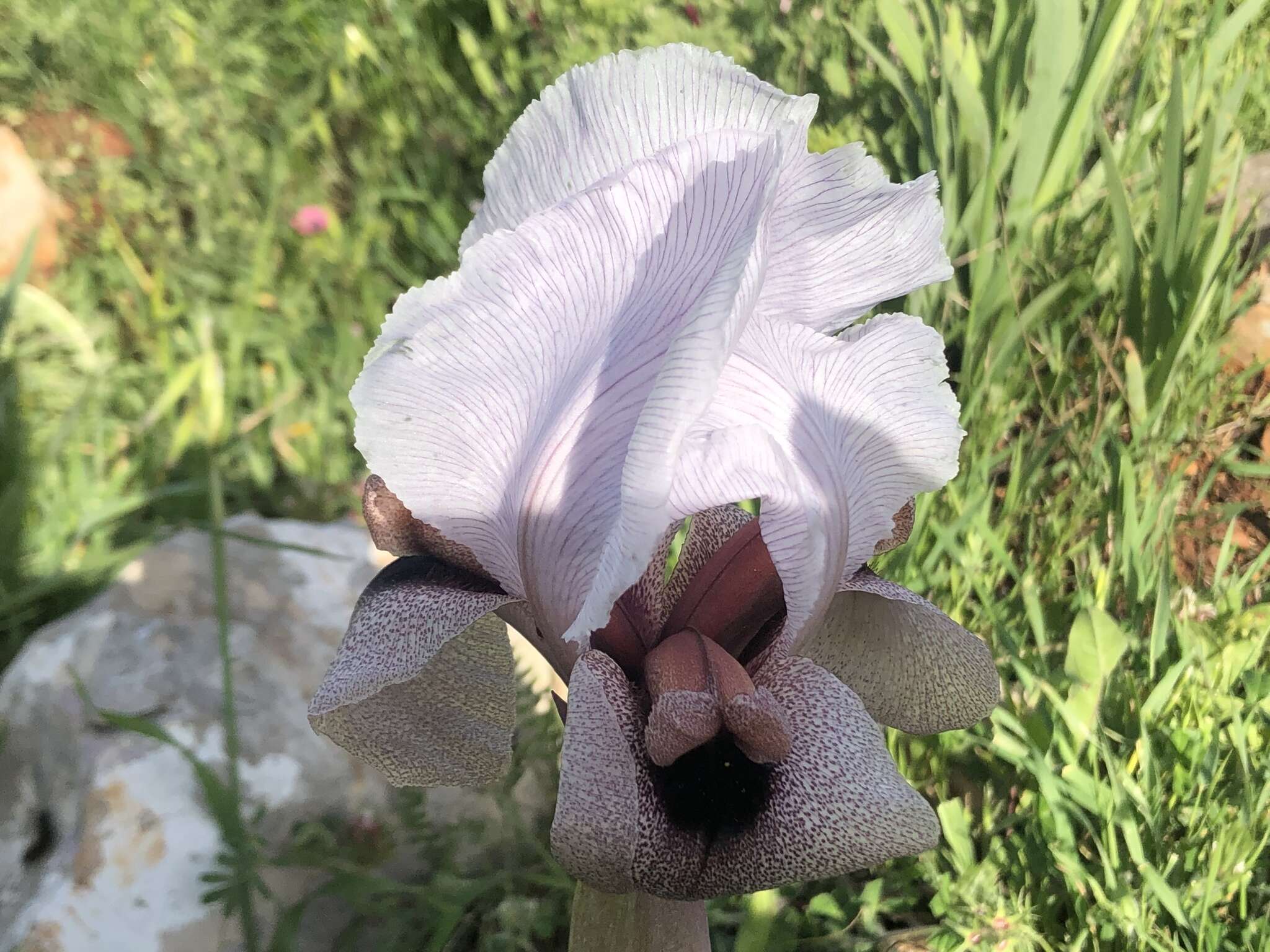 Imagem de Iris lortetii var. samariae (Dinsm.) Feinbrun