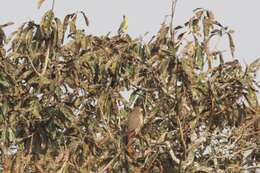 Image of Grasshopper Buzzard