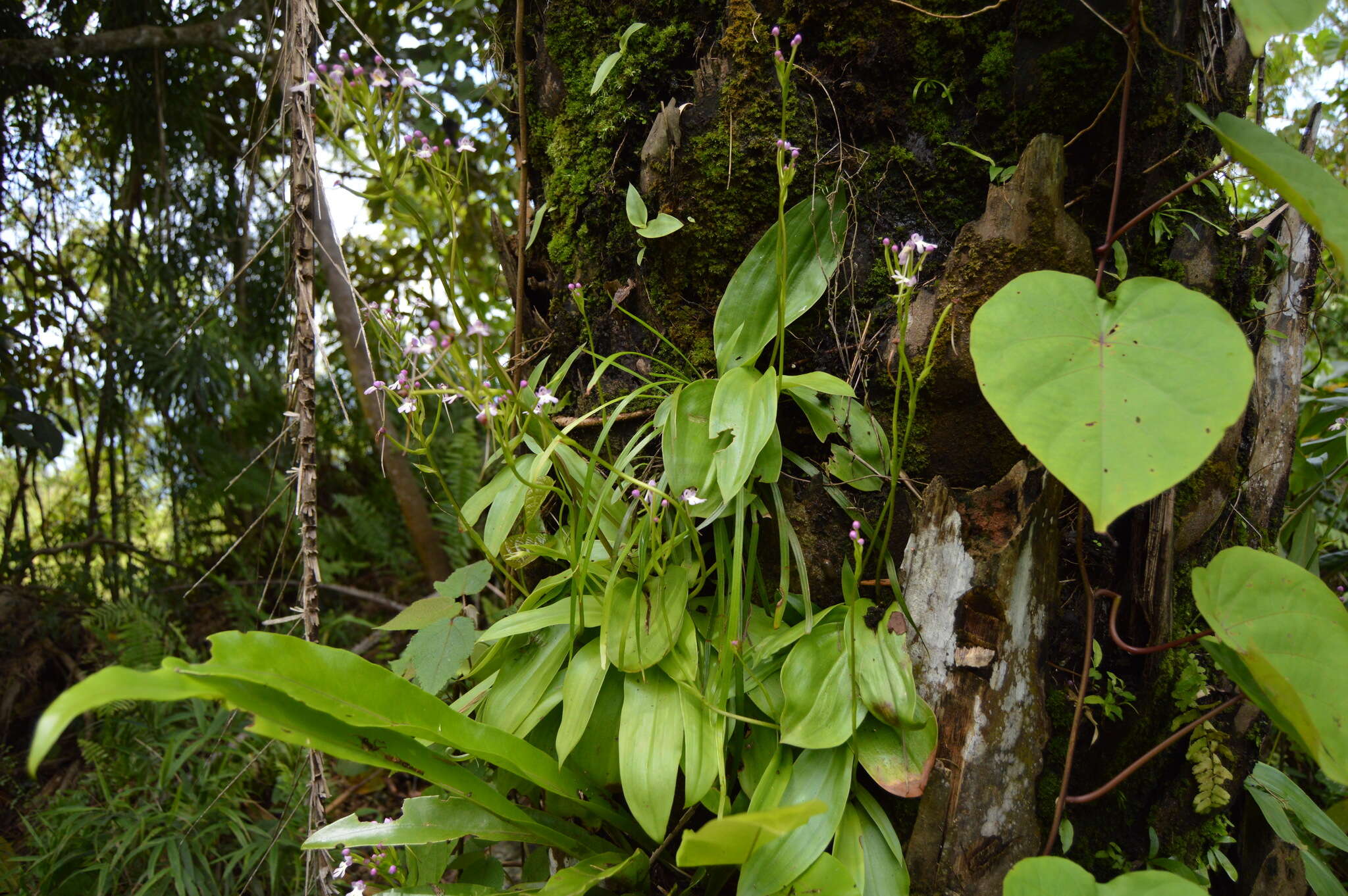 Image of Cynorkis fastigiata Thouars